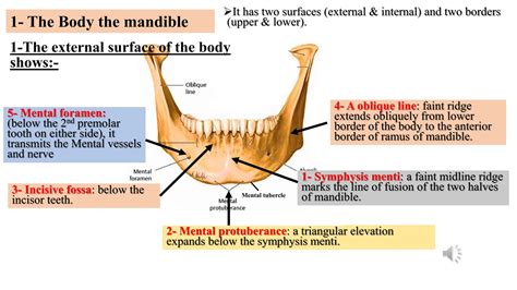 Anatomy Of Mandible