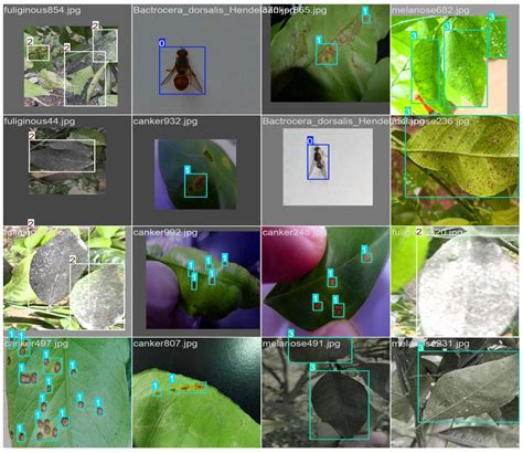 Research on Lightweight Citrus Leaf Pest and Disease Detection Based on ...
