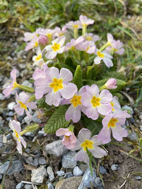Figure Drawing Using Pastels 的图像结果