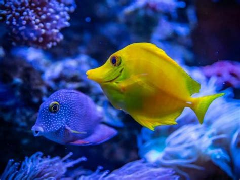 Study suggests venom contributed to formation of new fish, insect species