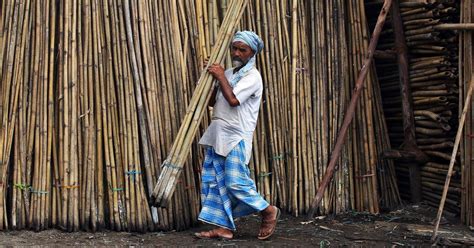 Forest rights: A new ordinance reclassifying bamboo as grass will help ...