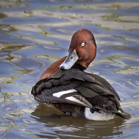 “Redhead Duck” – Frodsham and District Photographic Society