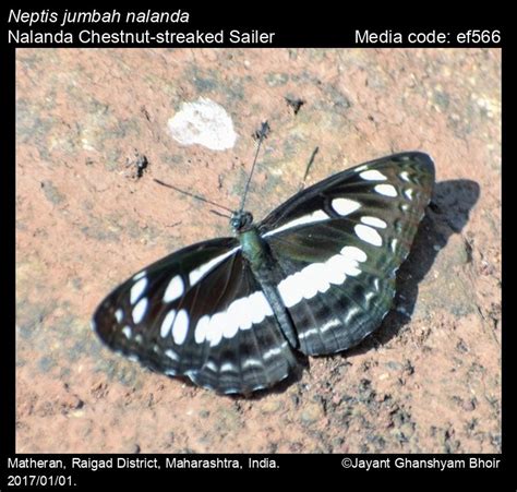 Neptis jumbah | Butterfly