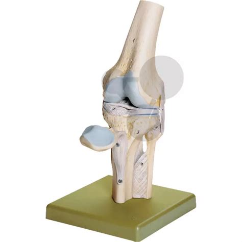Articulation du genou | SVT | CONATEX