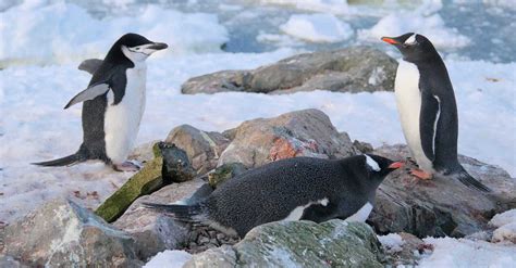 Antarctic penguin visits penguins near Vernadsky - cute photos
