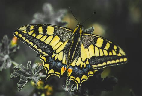 Black and yellow butterfly perched on white flower in close up ...