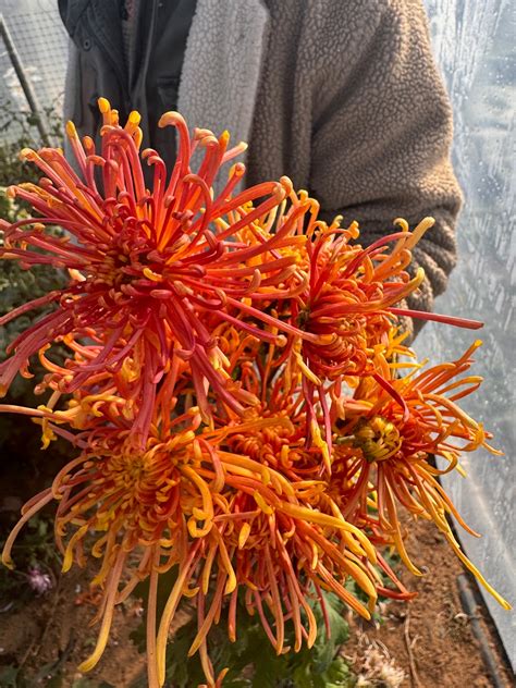 Coral Reef Mum – 3 Porch Farm