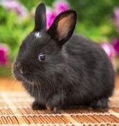 Image result for Holland Lop Bunnies Black and White Female