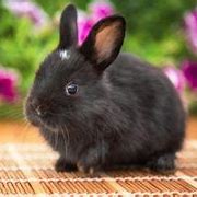 Image result for Rabbit Pet Black White