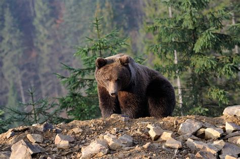 Native Animals From Russia