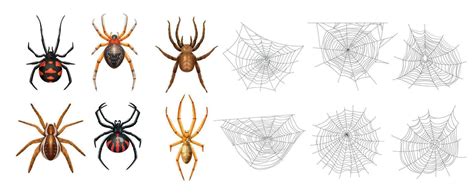 Image result for Realistic Spider Web
