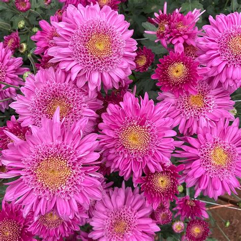 Mum Catalog – 3 Porch Farm