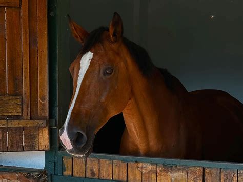 Horses with Stripe Face Markings - The Equinest