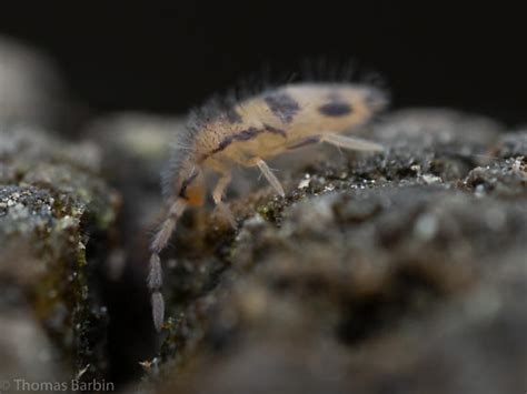 Image result for Springtail Bug-Bite