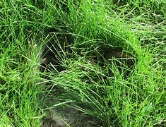 Image result for Rabbit Nest in a Garden