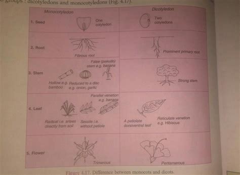 Draw a neat labelled diagram of the different types of cells in monocot ...