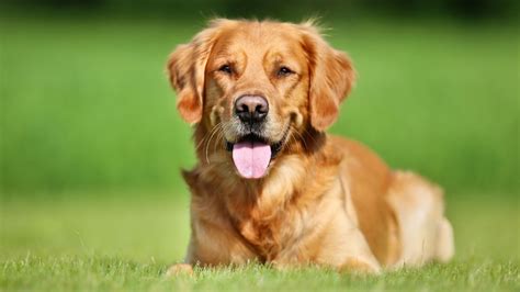 Golden Retriever - A Friendly & Intelligent Gun Dog – India's Biggest ...
