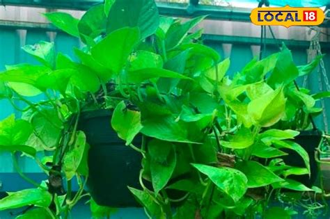 Money Plant: গরমে হলুদ হয়ে যাচ্ছে মানি প্ল্যান্টের পাতা, গাছ তরতাজা ...