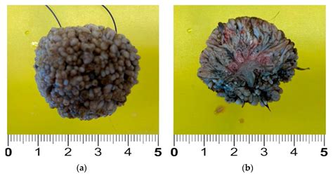 Bovine Papillomavirus Type 1 Infection in an Equine Congenital Papilloma