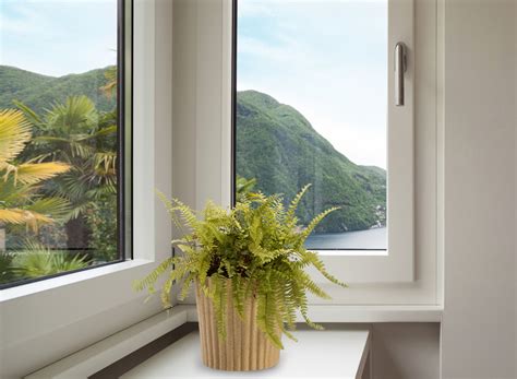 Buy Boston Fern Online, Order for Boston Fern Plants in Delhi - Green Decor