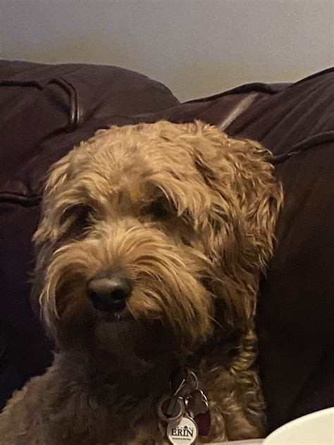 Image result for Adult Cockapoo No Background