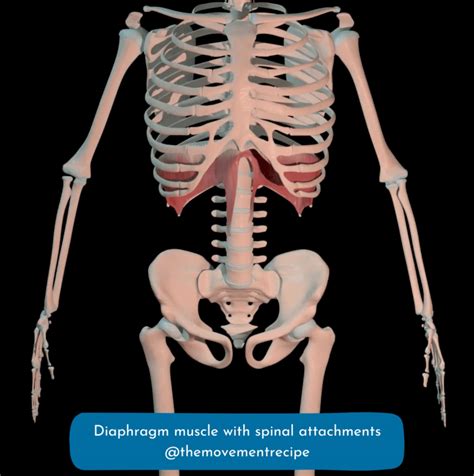 How Diaphragm Breathing Creates Spinal Stability and Reduces Back Pain - The Movement Recipe