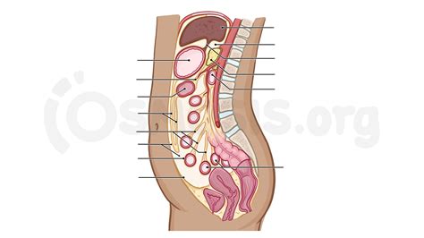 Intraperitoneal And Retroperitoneal Organs