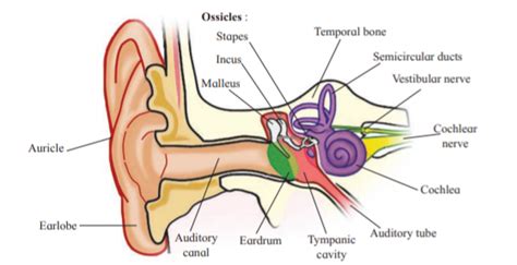 Maharashtra Board Class 12 Biology Chapter 9 Control and Coordination ...