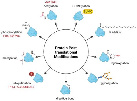 Most Common Post Translation Modification of Protein 的图像结果