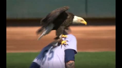 VIDEO: Eagle lands on Mariners pitcher during anthem | king5.com