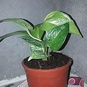 Rolling Nature Money Plant Hybrid Indoor Plant: Amazon.in: Garden ...