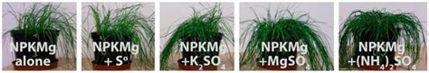 The Effect of Various Forms of Sulfur on Soil Organic Matter Fractions ...