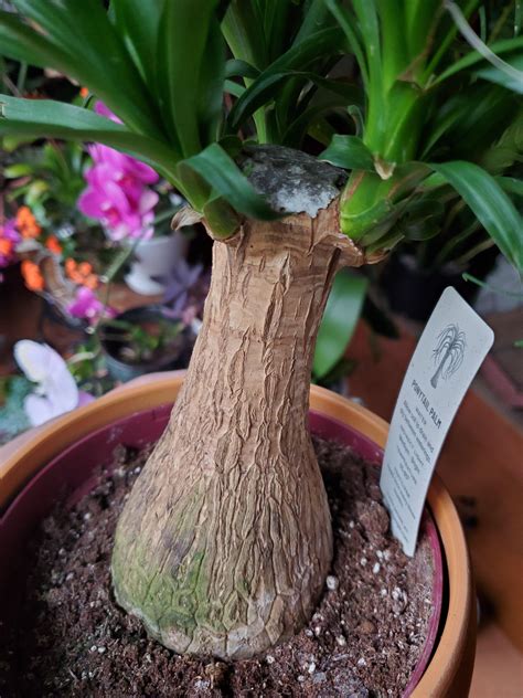Ponytail Palm Plant Diseases Ponytail Palm Care Grow Beaucarnea