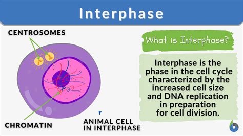 Image result for Interphase Movement