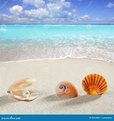 Image result for Beach Background Pearly Shell