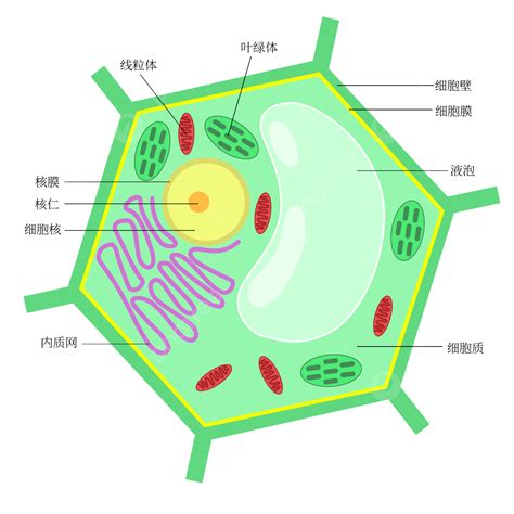 Biology Cute Pictures 的图像结果