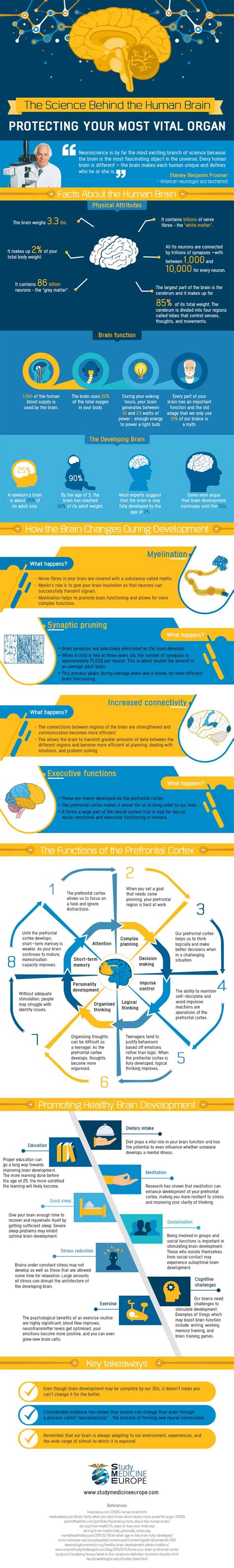 Human Brain Explained 的图像结果