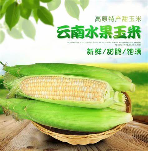 2024云南嫩玉米种植基地批发