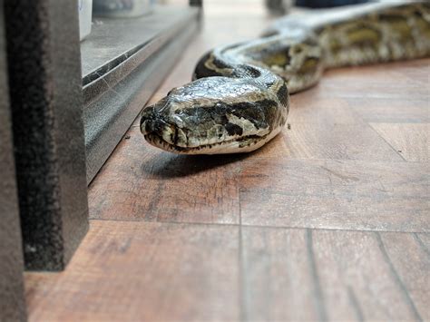 Burmese Python Speed 的图像结果