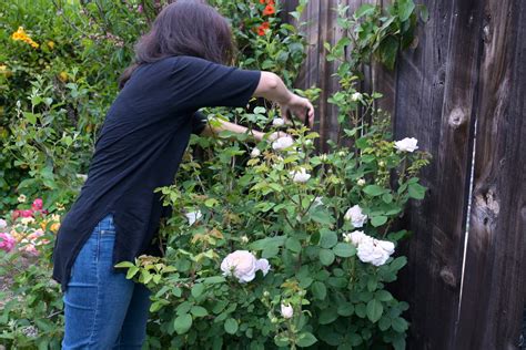 How to Deadhead Roses After Blooming