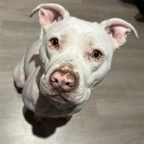 White Pitbulls: Adorable Puppies With a Unique Appearance