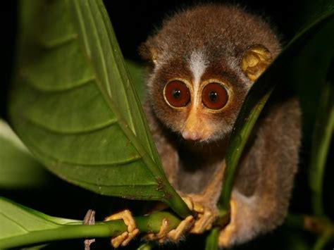 Tamil Nadu Notifies India’s First Slender Loris Sanctuary: Here's All ...
