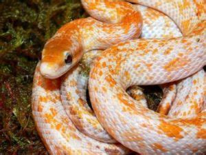 Snake App Download 的图像结果