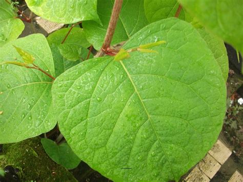 Japanese Knotweed Identification: Key Characteristics and How to Spot It