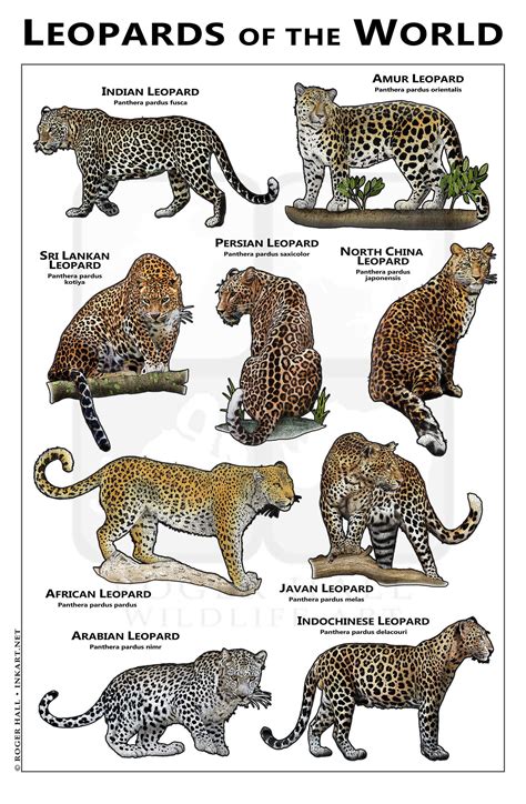 New Species Of Leopard