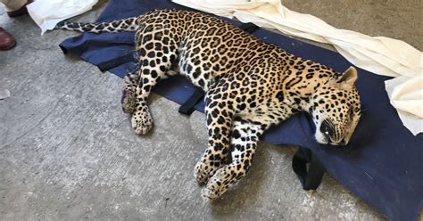 Few Villagers Have Poisoned A Leopard In Kanha Tiger Reserve And It ...