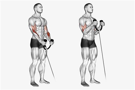 Image result for Cable Curl Workout