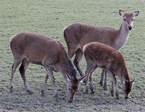 What Is A Group Of Deer Known As at Naomi Brown blog