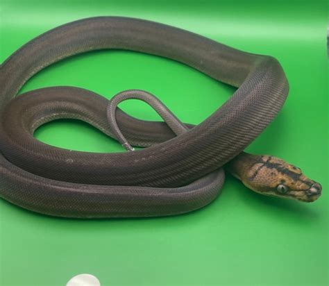 Image result for Tiger Golden Child Reticulated Python