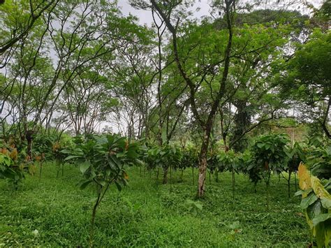 🌱 Agromira 2025: Innovation and Agricultural Sustainability, CATIE ...